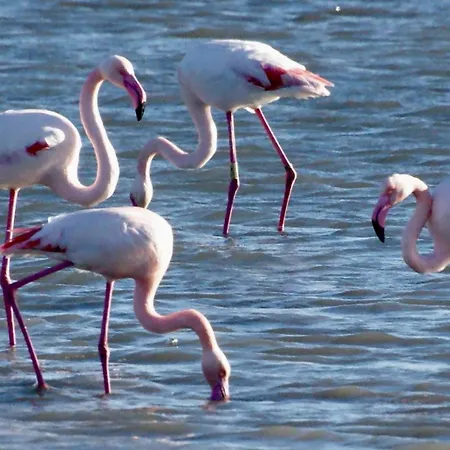 Harbour View Marseillan (Herault)